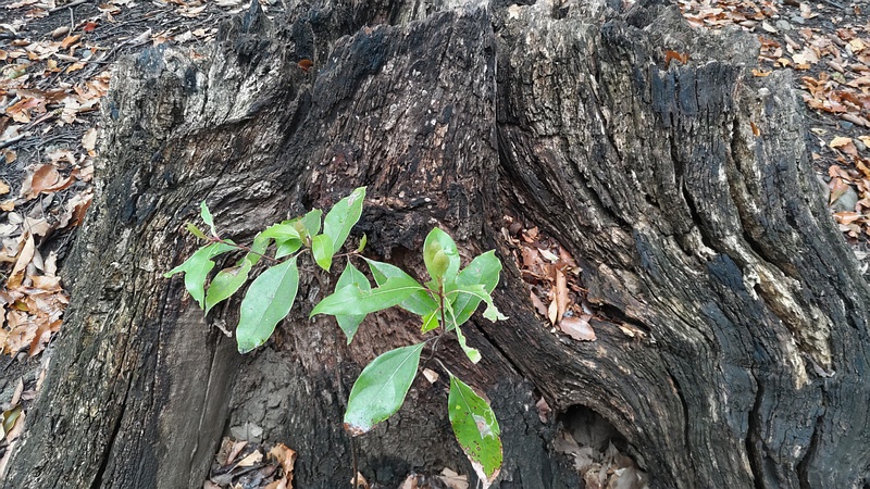切株のクスノキの若枝 東京都大田区平和の森公園