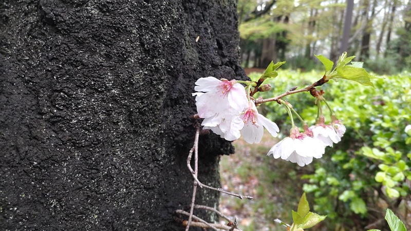 ソメイヨシノの胴吹き桜 東京都大田区平和の森公園