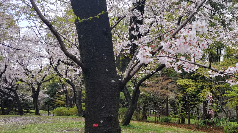 ソメイヨシノの赤テープ 東京都大田区平和の森公園