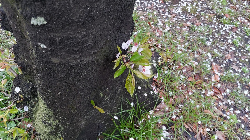 ソメイヨシノの胴吹き桜 東京都大田区平和の森公園
