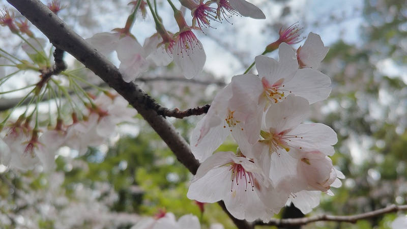ソメイヨシノ 東京都大田区平和の森公園