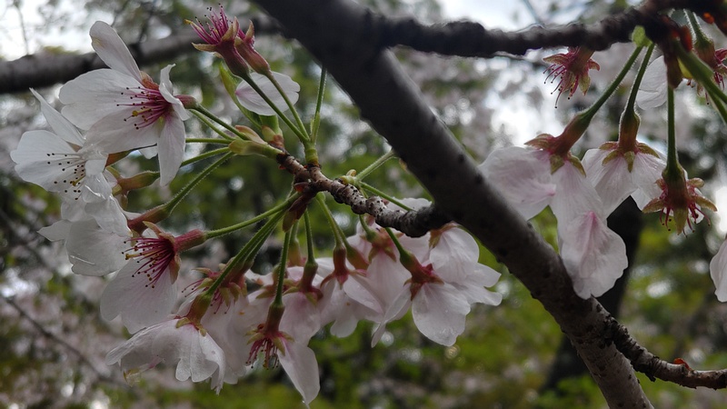 ソメイヨシノ 東京都大田区平和の森公園
