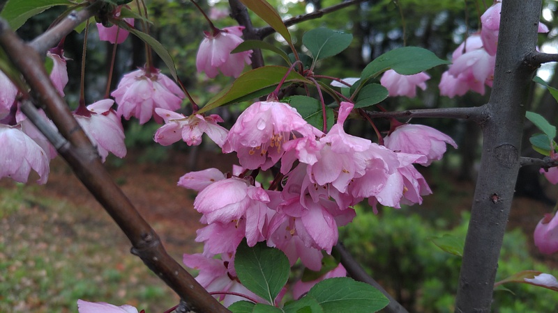 ハナカイドウの花 東京都大田区平和の森公園