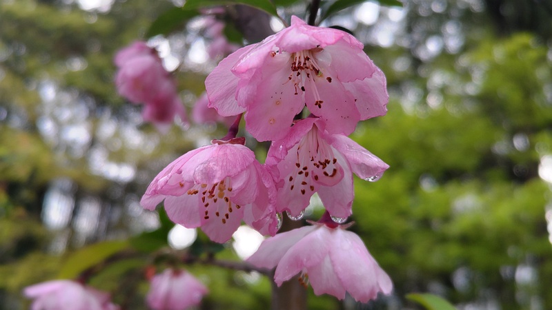 ハナカイドウの花 東京都大田区平和の森公園