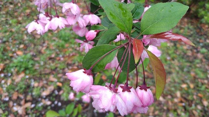 ハナカイドウの花 東京都大田区平和の森公園