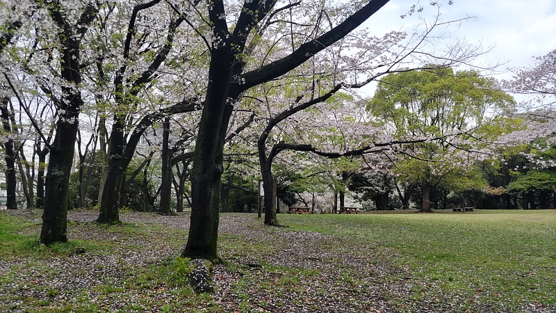 オオシマザクラの花 東京都大田区平和の森公園