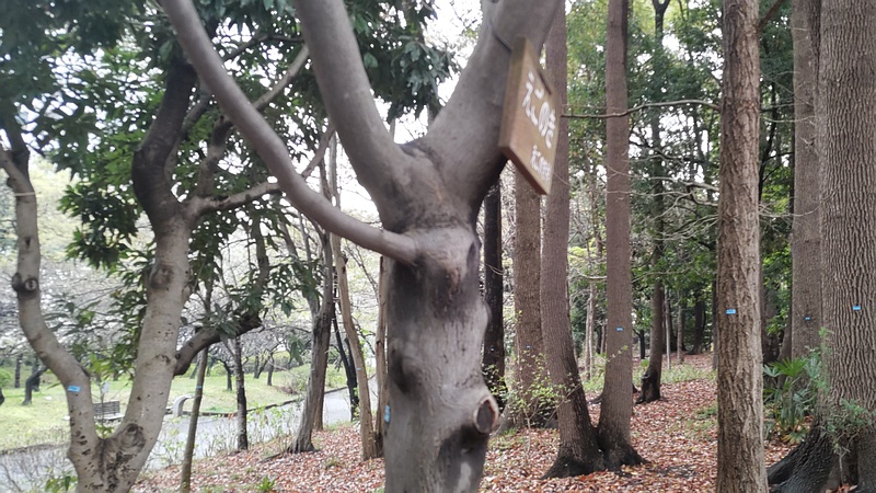 エゴノキの名札と青テープが貼られた樹木 東京都大田区平和の森公園