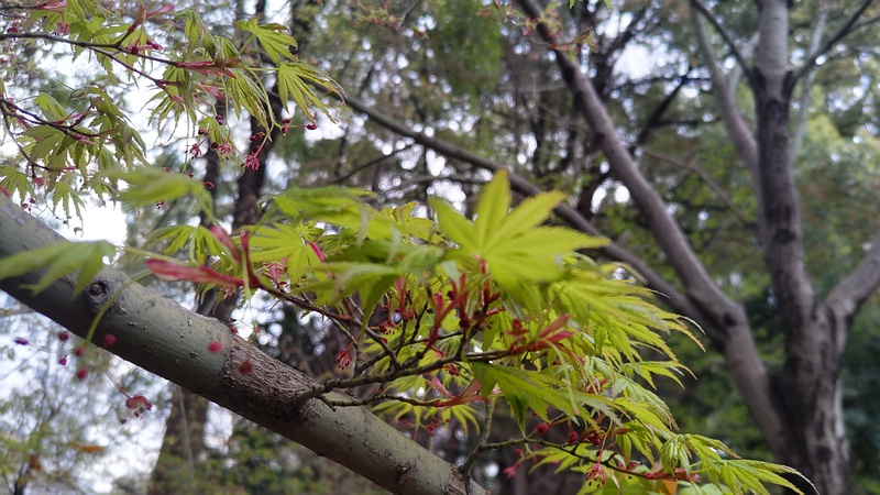 イロハモミジの花 東京都大田区平和の森公園