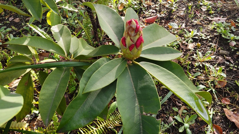 シャクナゲの蕾 東京都大田区平和島公園