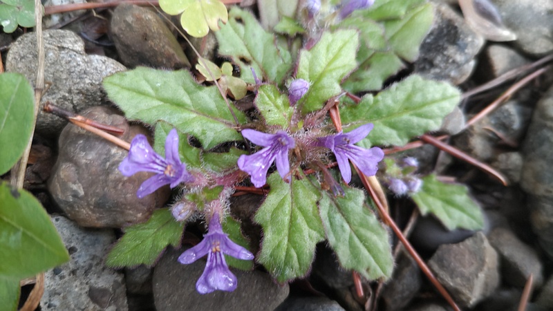 キランソウの花 東京都大田区平和島公園