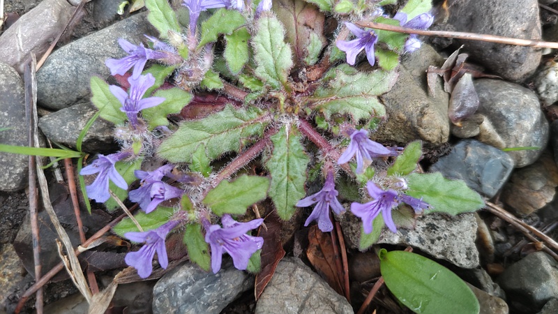 キランソウの花 東京都大田区平和島公園