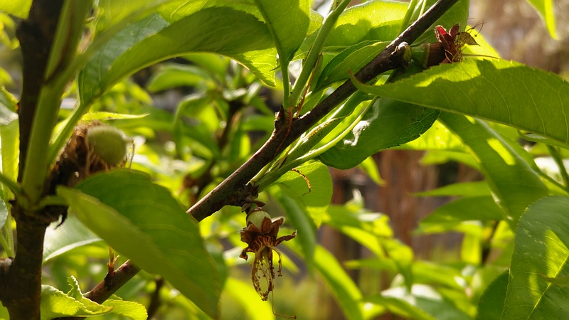 ハナモモの果実 東京都大田区平和島公園