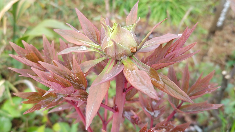 ボタンの蕾 東京都大田区平和島公園