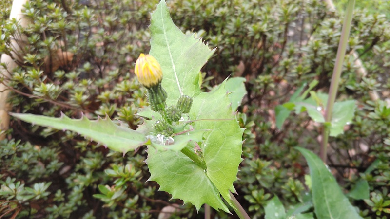 ノゲシの蕾 東京都大田区平和島公園