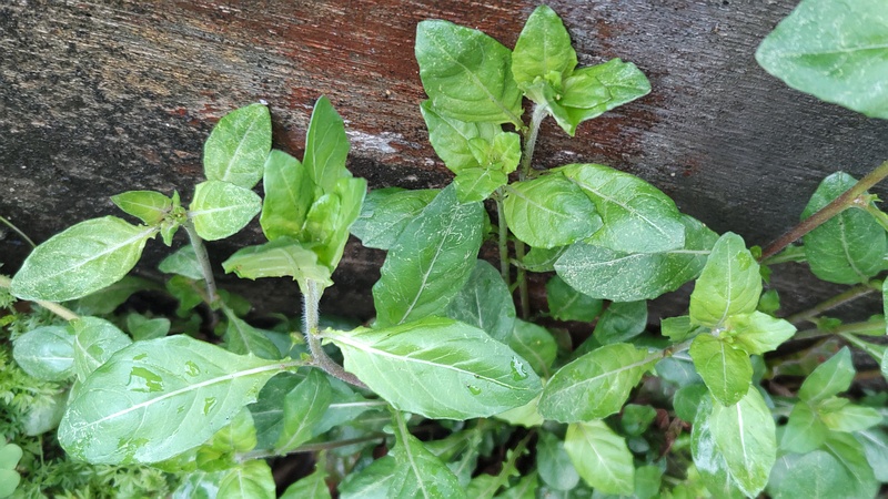 ユウゲショウ 東京都大田区平和島公園