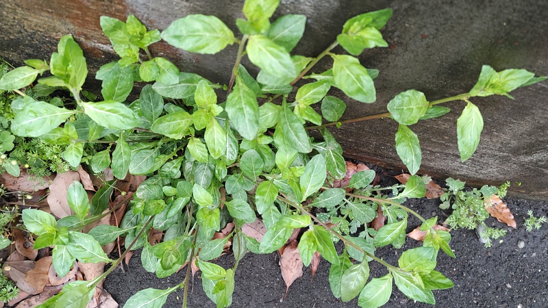 ユウゲショウ 東京都大田区平和島公園