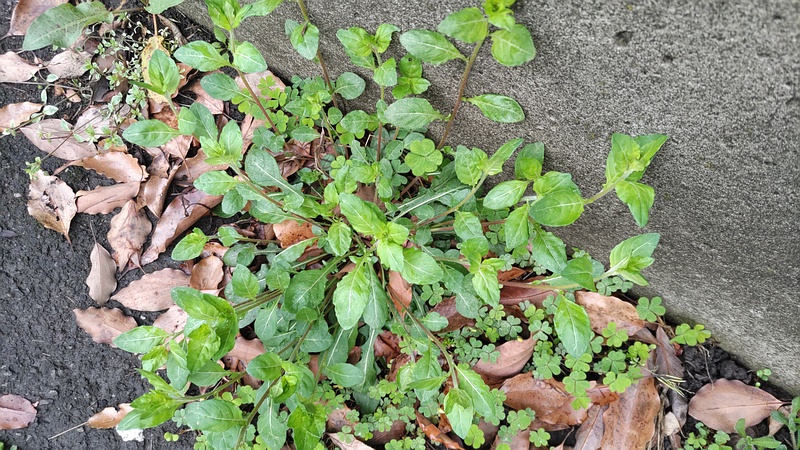 ユウゲショウ 東京都大田区平和島公園