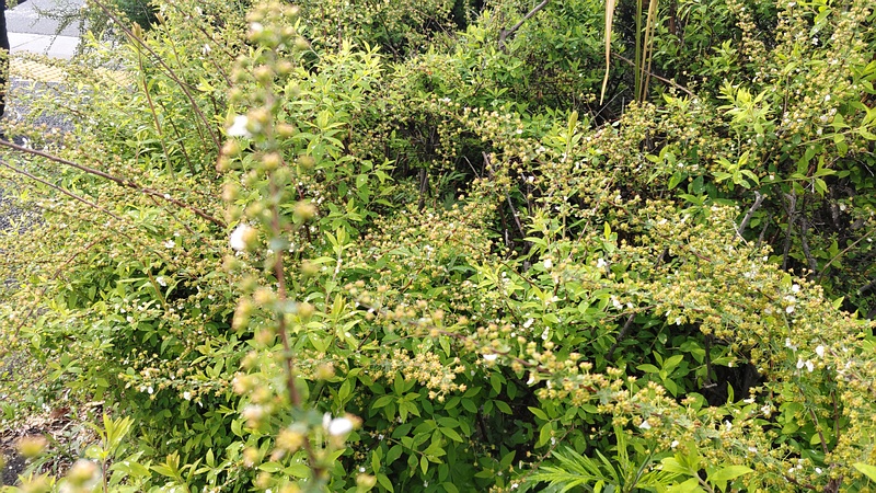 ユキヤナギの果実 東京都大田区大和大橋