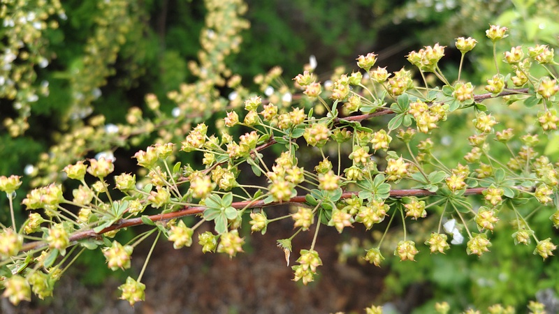 ユキヤナギの果実 東京都大田区大和大橋