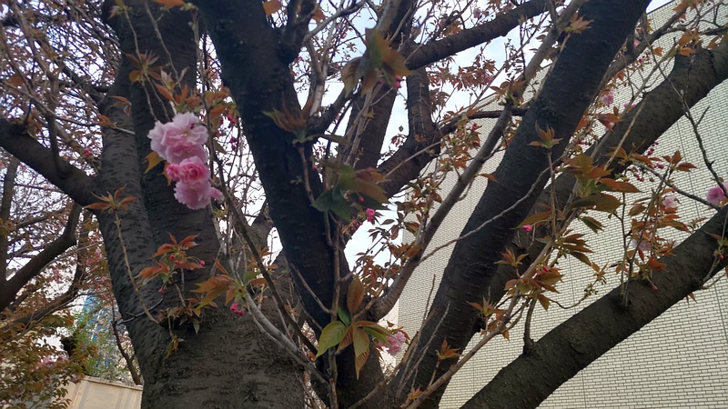 カンザンの花 東京都大田区平和島