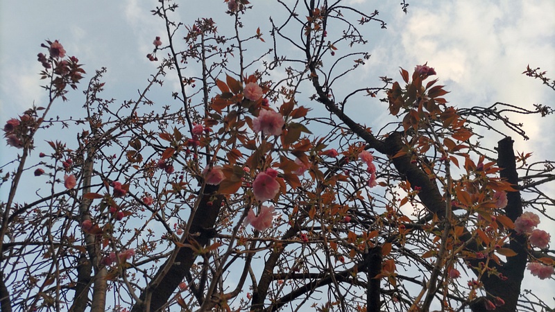 カンザンの花 東京都大田区平和島