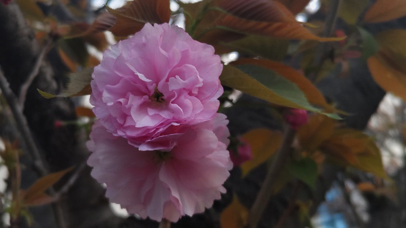 カンザンの花 東京都大田区平和島