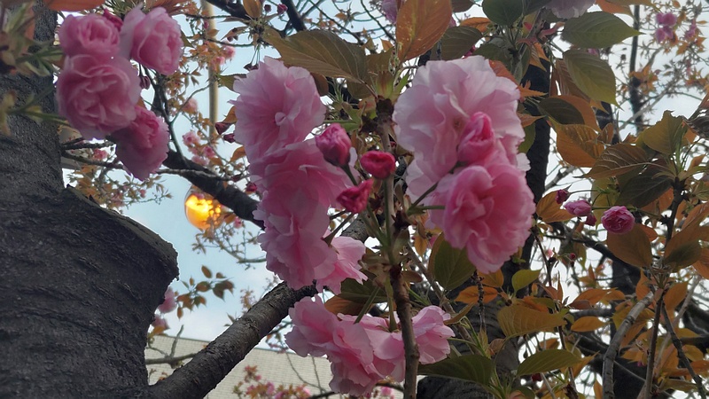 カンザンの花 東京都大田区平和島