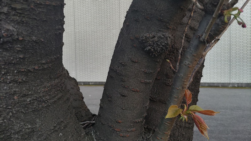 カンザンの花 東京都大田区平和島