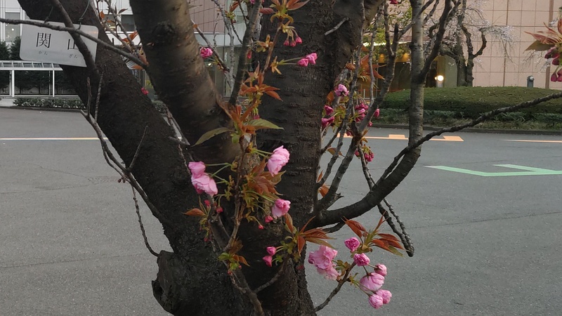 カンザンの花 東京都大田区平和島