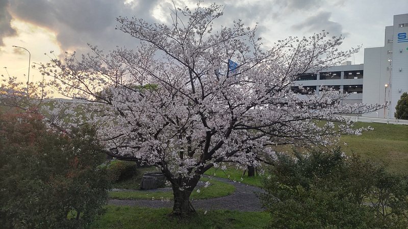 ソメイヨシノの花 東京都大田区平和島公園