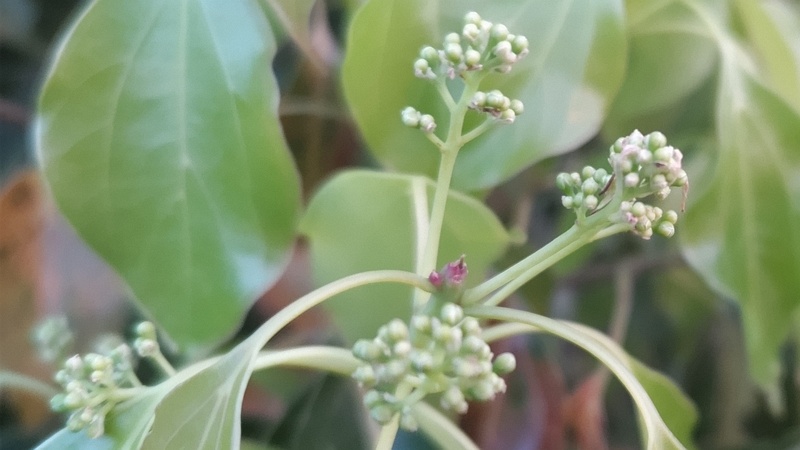 クスノキの花 東京都大田区平和島公園