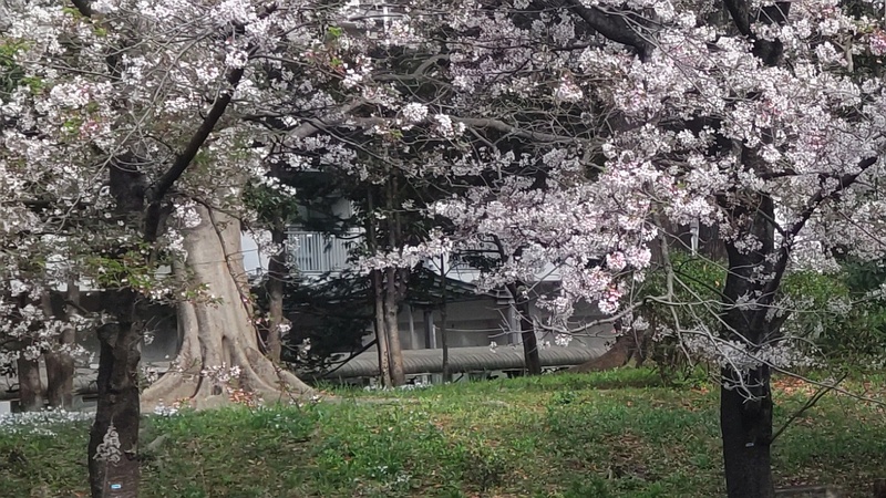 ソメイヨシノの青テープ 東京都大田区平和の森公園
