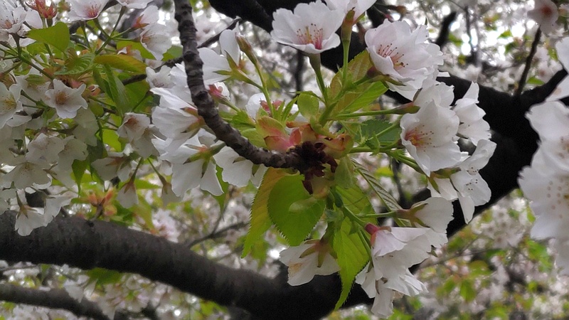 オオシマザクラ 東京都大田区平和の森公園