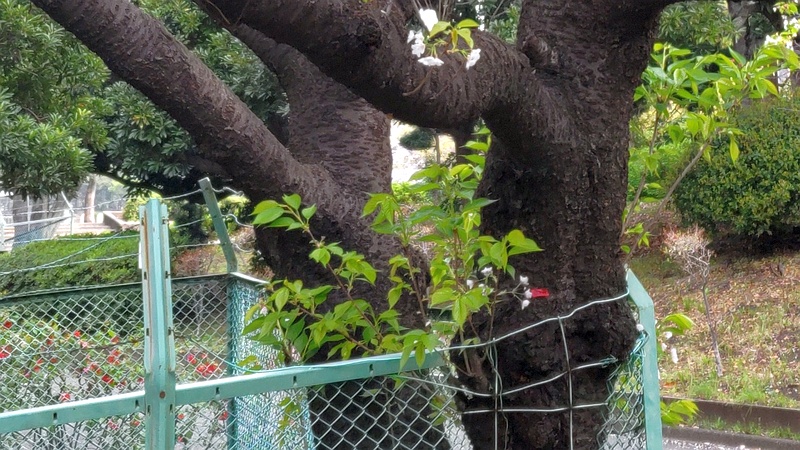 胴吹き桜と新枝の成長 東京都大田区平和の森公園