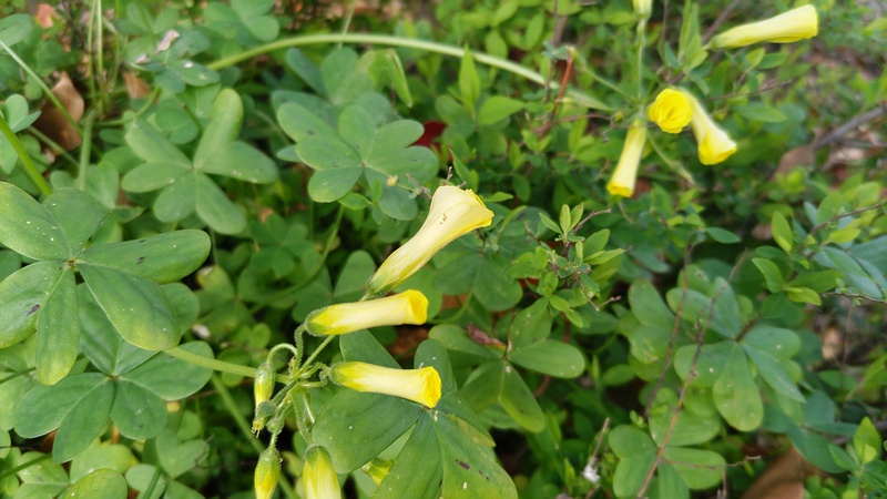 オッタチカタバミの蕾 東京都大田区平和の森公園