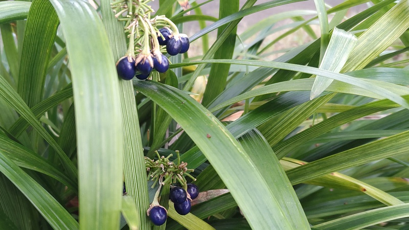 ノシランの果実 東京都大田区平和の森公園