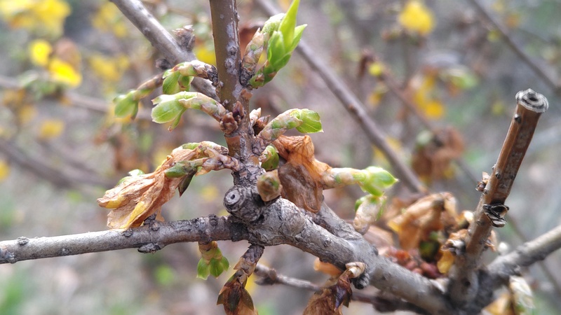レンギョウの新芽 東京都大田区平和の森公園