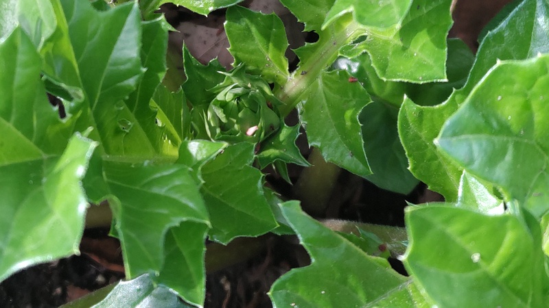 ハアザミの蕾 東京都大田区平和の森公園