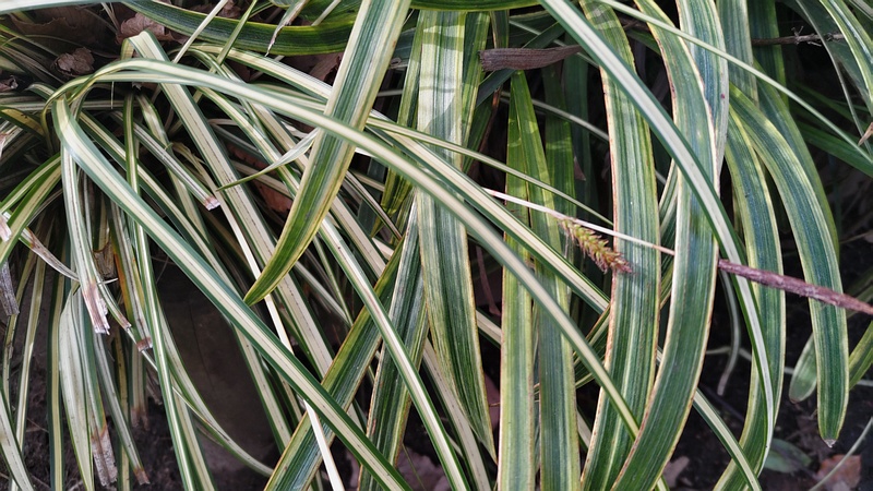 フイリカンスゲとフイリヤブラン 東京都大田区平和の森公園