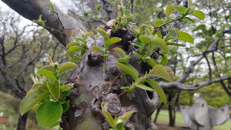 カリンの芽 東京都大田区平和の森公園