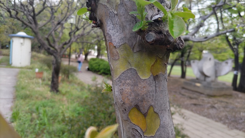 カリンの樹皮 東京都大田区平和の森公園