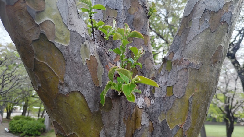 カリンの樹皮 東京都大田区平和の森公園