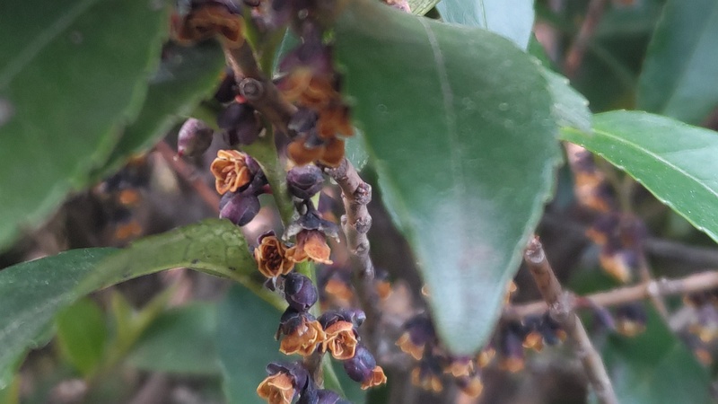 ヒサカキの果実 東京都大田区平和の森公園