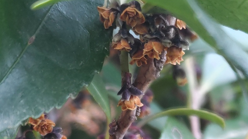 ヒサカキの花 東京都大田区平和の森公園