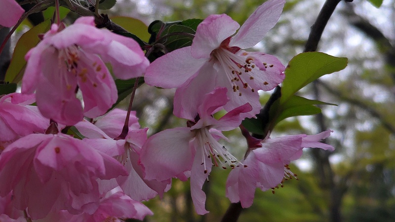 ハナカイドウの花 東京都大田区平和の森公園
