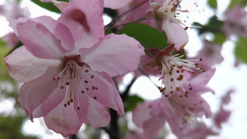 ハナカイドウの花 東京都大田区平和の森公園
