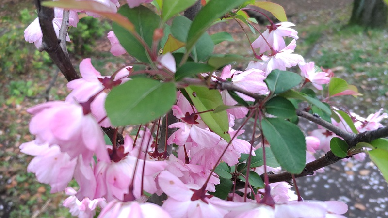 ハナカイドウの花 東京都大田区平和の森公園