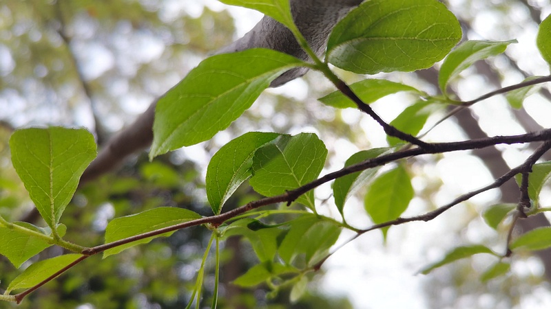 エゴノキの葉 東京都大田区平和の森公園