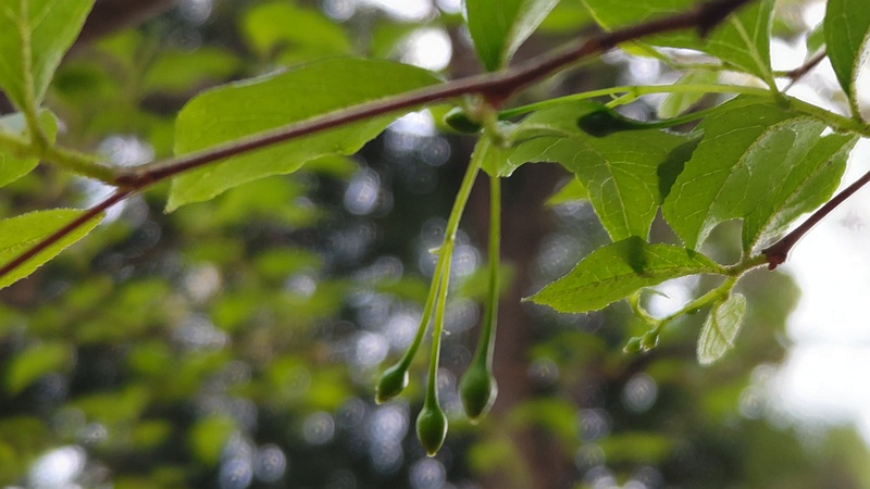 エゴノキの蕾 東京都大田区平和の森公園