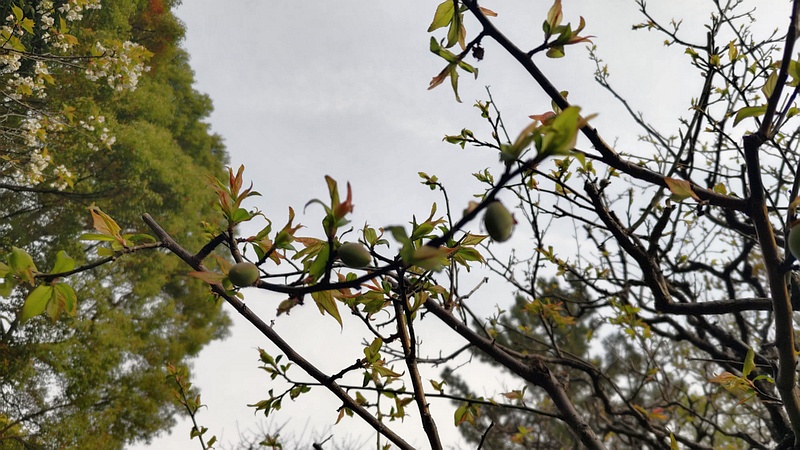 ウメの果実 東京都大田区平和の森公園
